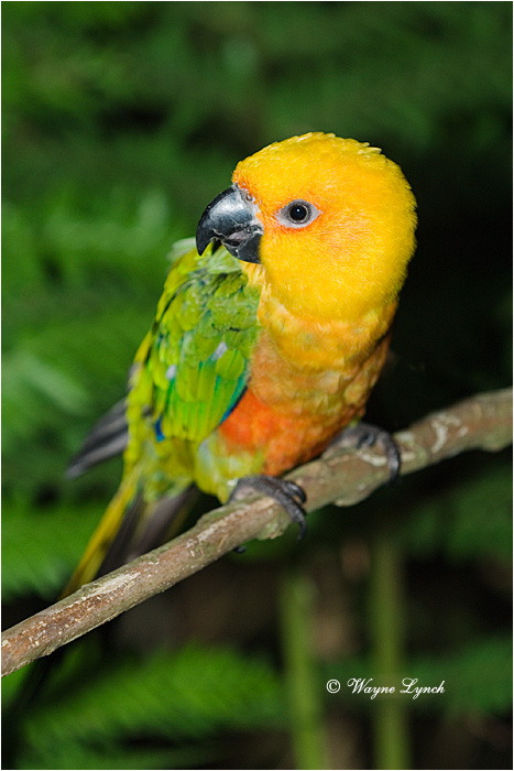 Sun Parakeet, Brazil 102 by Dr. Wayne Lynch &copy;